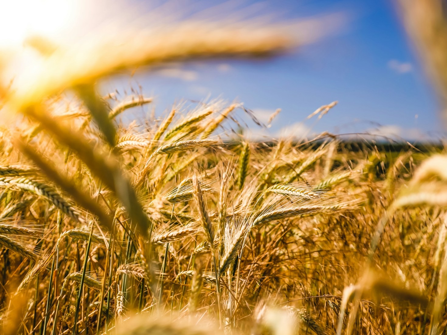 The Impact of Technology on Kenyan Agriculture