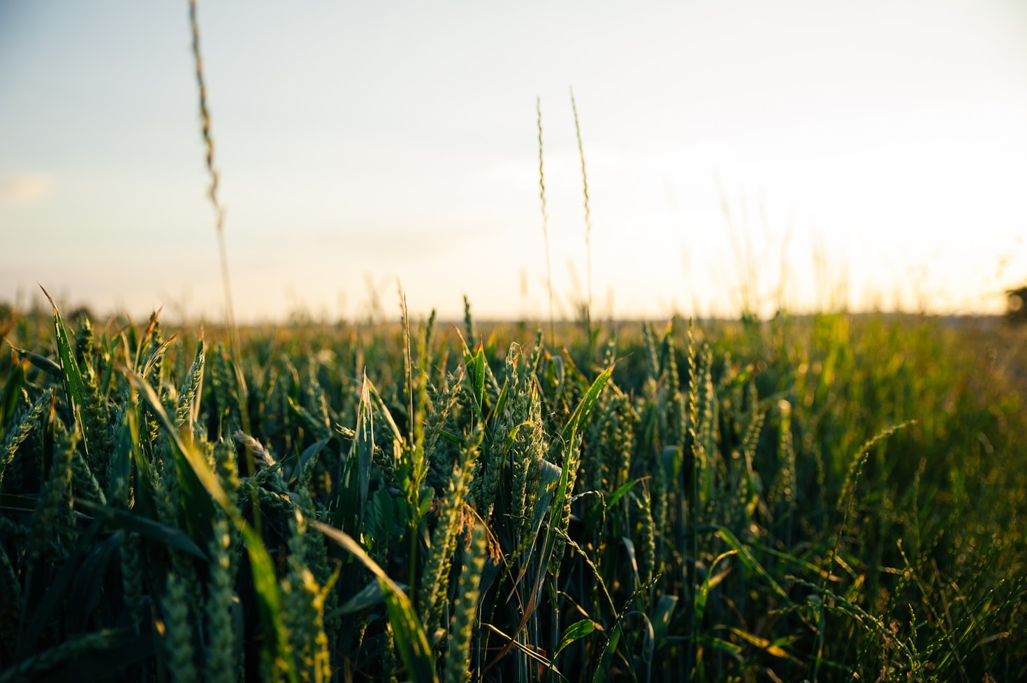 Sustainable Practices for Kenyan Farmers