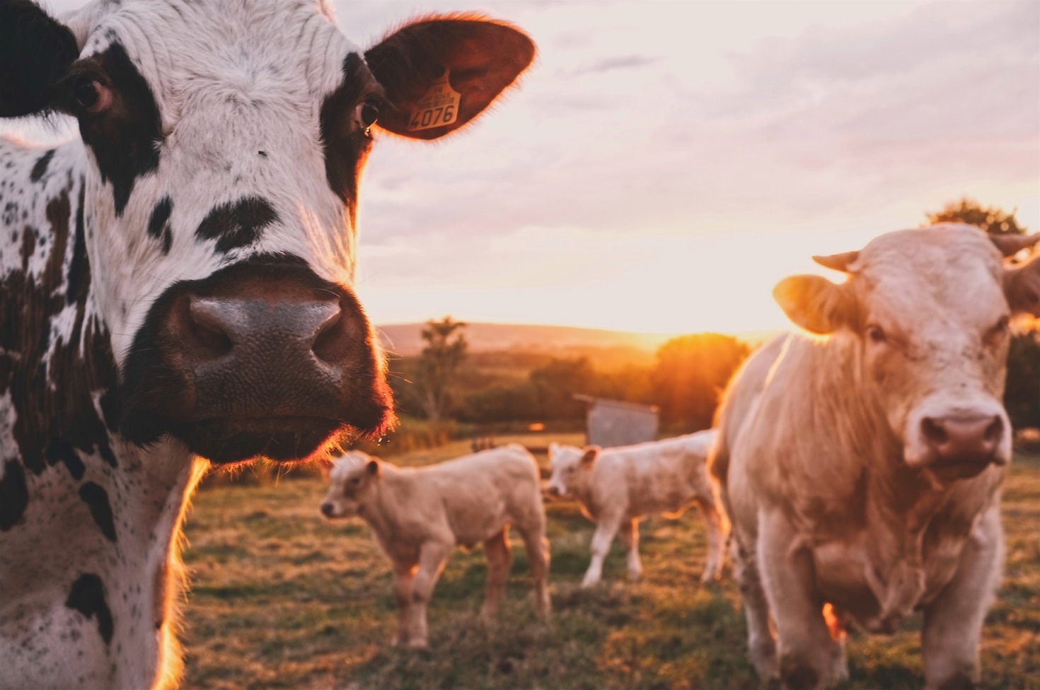 A Guide to Navigating Kenya’s Agricultural Directory