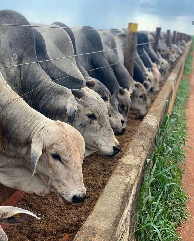 Cows in a feedlot system.