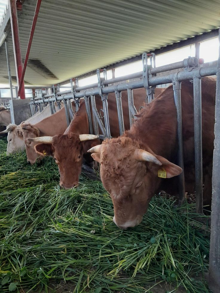 Cows feeding on fodder.