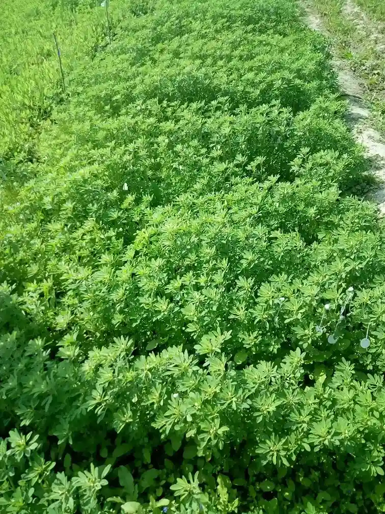 Lucern /Alfafa fodder.