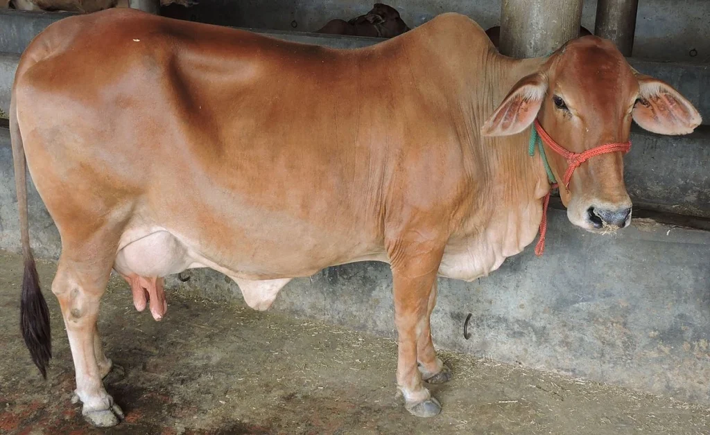 Sahiwal cows in Kenya on a dairy farm