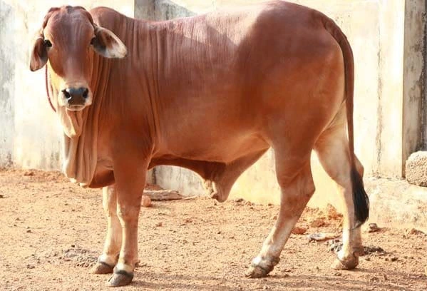 Image of Sahiwal cow breed- a bull