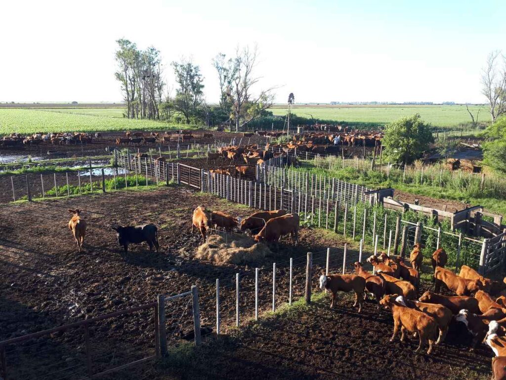 Cows in feedlot ssystem