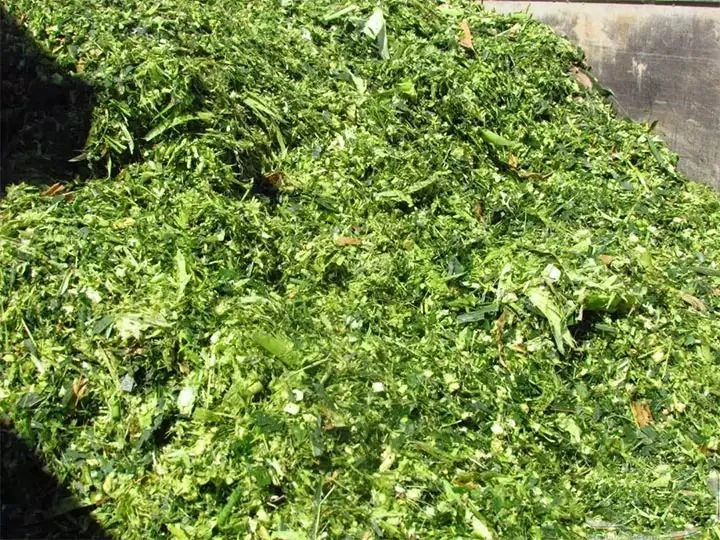 Freshly cut silage