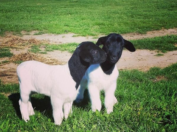 Black Dorper Sheep vs white Dorper Sheep