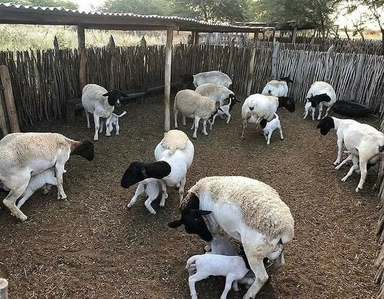 Dorper Sheep Price in Kenya
