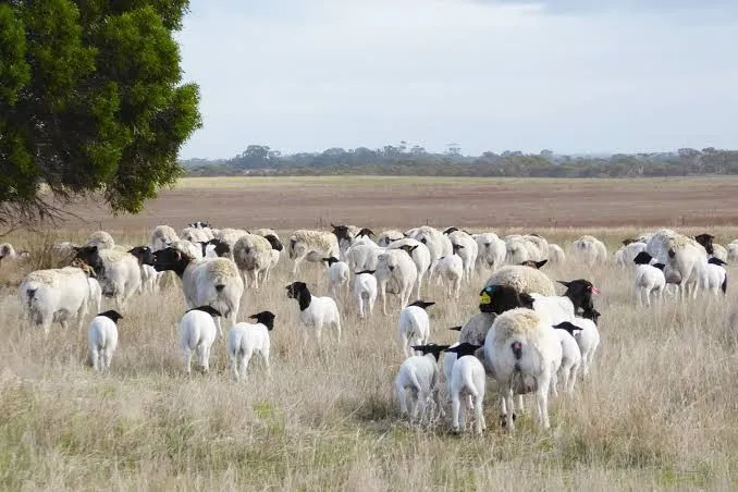 Dorper Sheep in Kenya