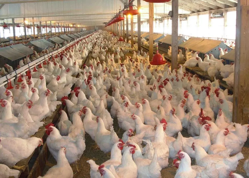  buy Chicken for farming in Kenya-Call or WhatsApp us at 0727409419 for verified supplier connections