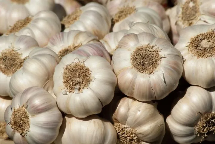 Buy Garlic Seeds in Kenya |  Call or WhatsApp us at 0727 409 419 for verified suppliers and latest prices.