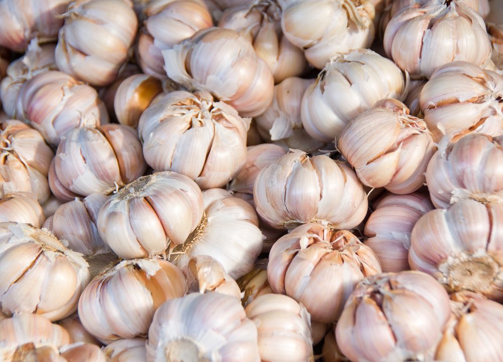 Buy Softneck Garlic Seeds in Kenya |  Call or WhatsApp us at 0727 409 419 for verified suppliers and latest prices.