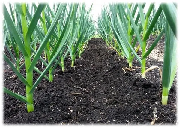 Buy Garlic Seeds in Kenya |  Call or WhatsApp us at 0727 409 419 for verified suppliers and latest prices.
