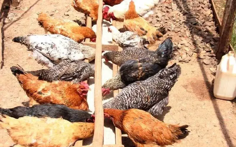  Buy Improved Kienyeji Chicken for farming in Kenya-Call or WhatsApp us at 0727409419 for verified supplier connections