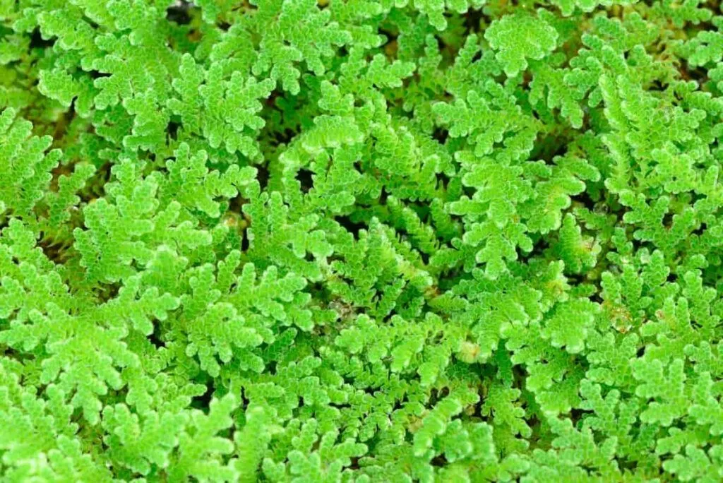 Azolla seeds in Kenya -Call or WhatsApp 0727409419 to get verified Azolla seeds in Kenya today.