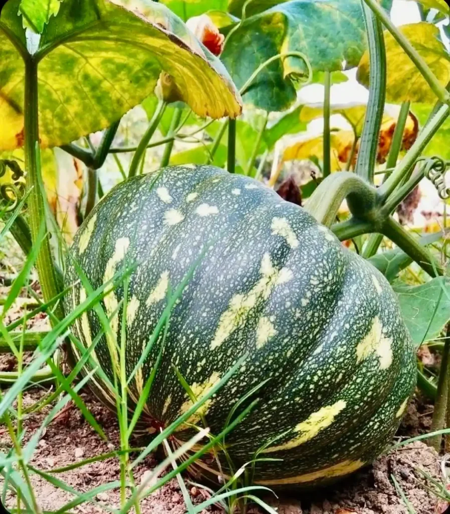 Buy Israel Giant Pumpkin Seeds-Call or WhatsApp 0727409419 to get verified seeds