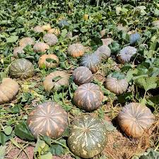Buy Israel Giant Pumpkin Seeds-Call or WhatsApp 0727409419 to get verified seeds