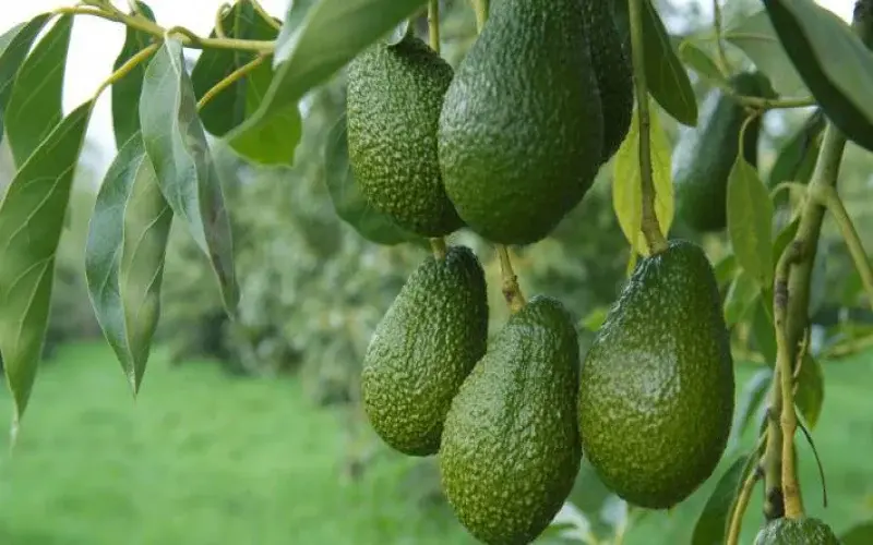  Hass avocado - Contact us at 0727409419 for instant quotes from verified suppliers in your area.