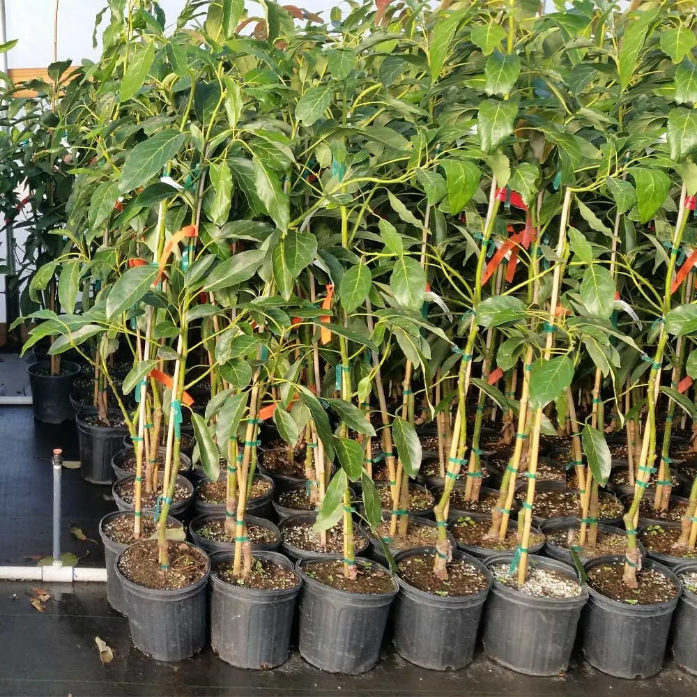  Hass avocado seedlings in Kenya - Contact us at 0727409419 for instant quotes from verified suppliers in your area.