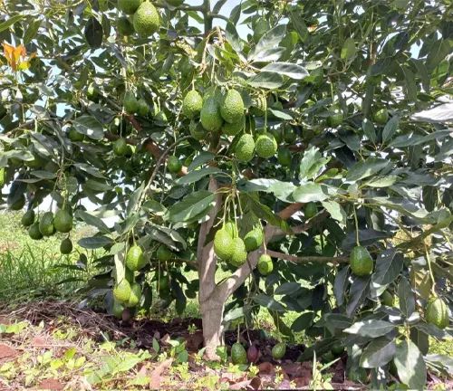 Hass avocado tree  - Contact us at 0727409419 for seedlings