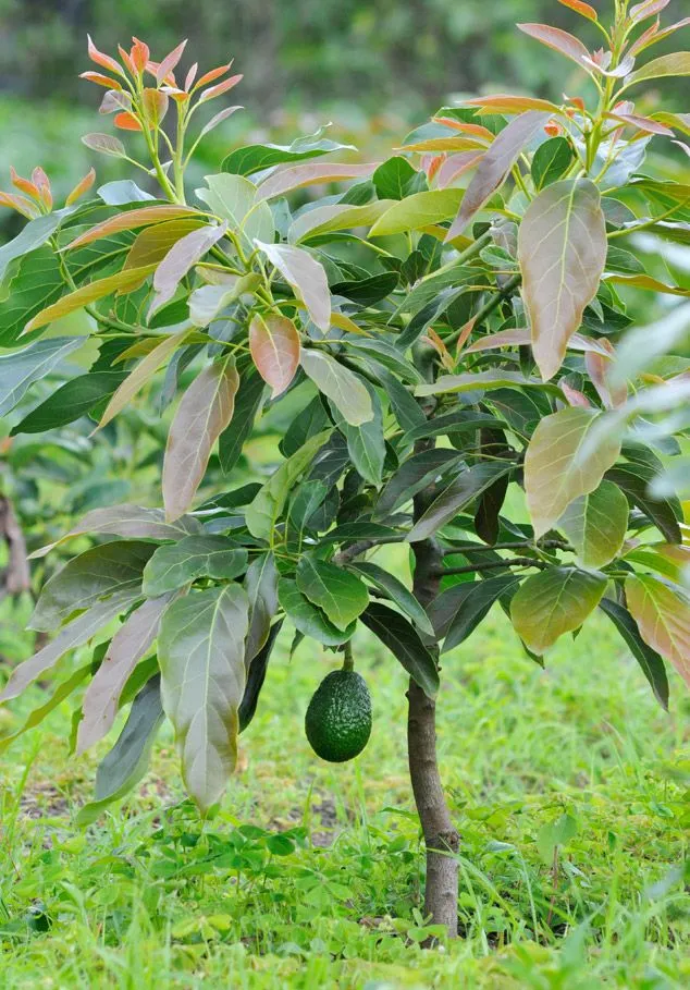 Hass avocado seedlings in Kenya - Contact us at 0727409419 for instant quotes from verified suppliers in your area.