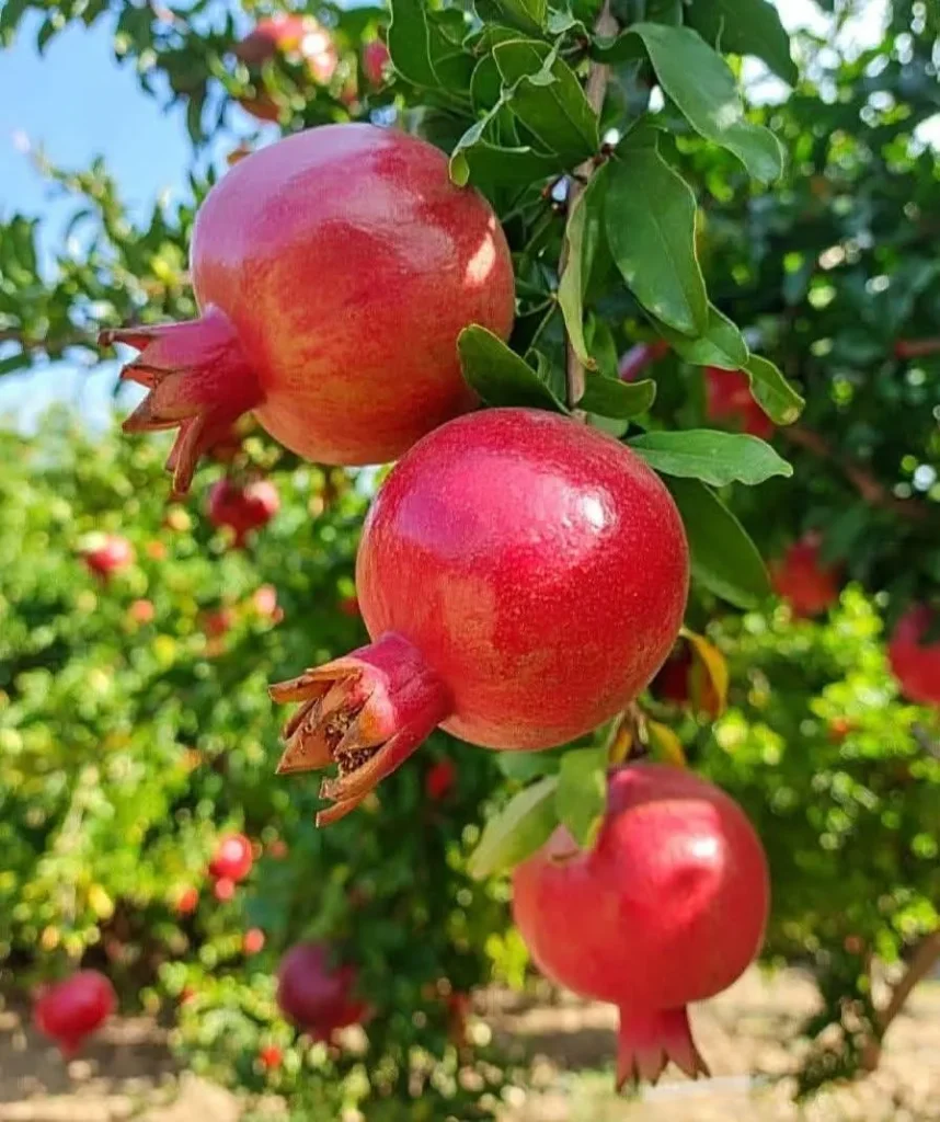 Buy Pomegranate Seedlings in Kenya-Call or WhatsApp us at 0727409419 for verified supplier contacts and expert advice.