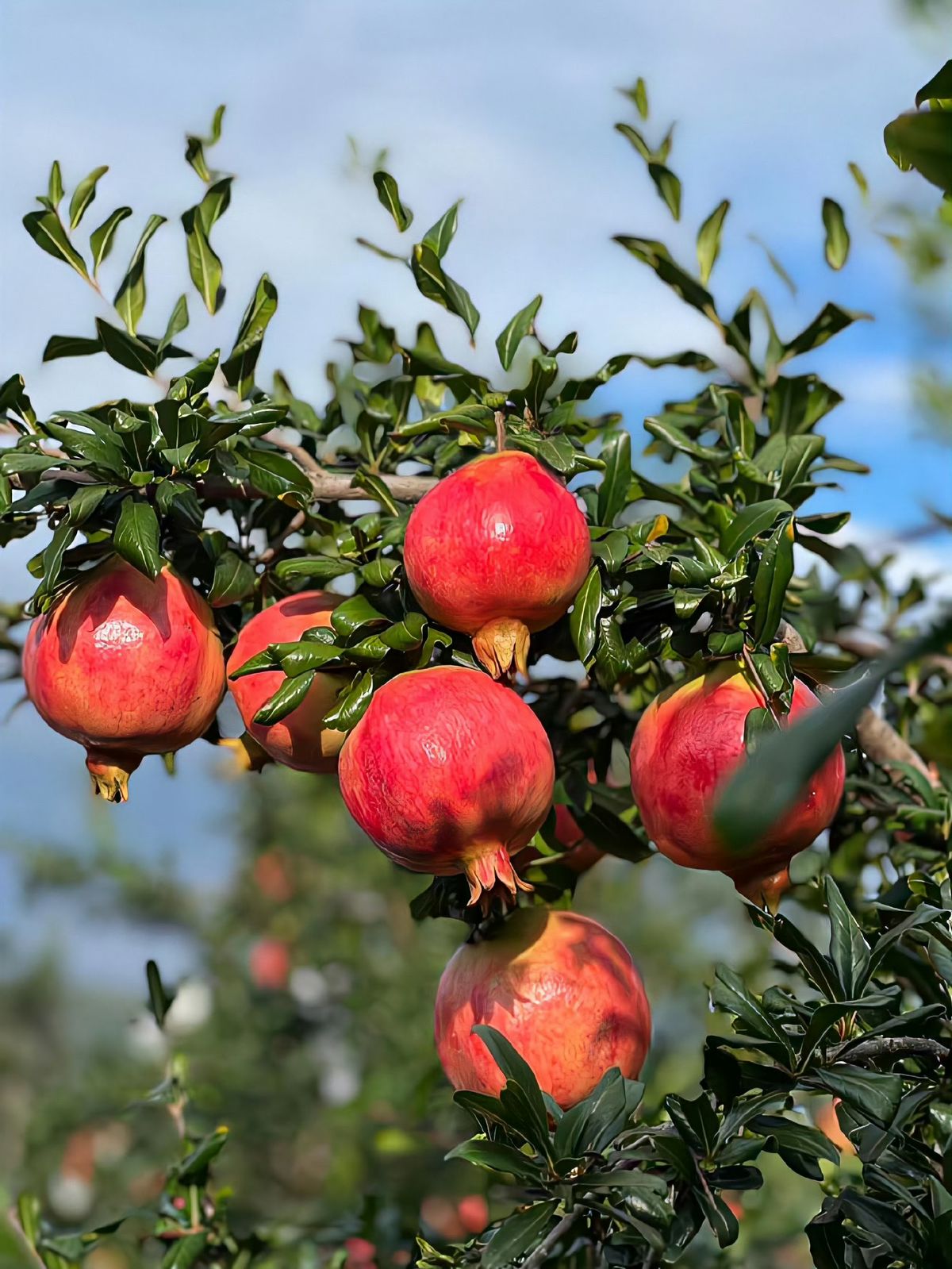 Buy Pomegranate Seedlings in Kenya-Call or WhatsApp us at 0727409419 for verified supplier contacts and expert advice.