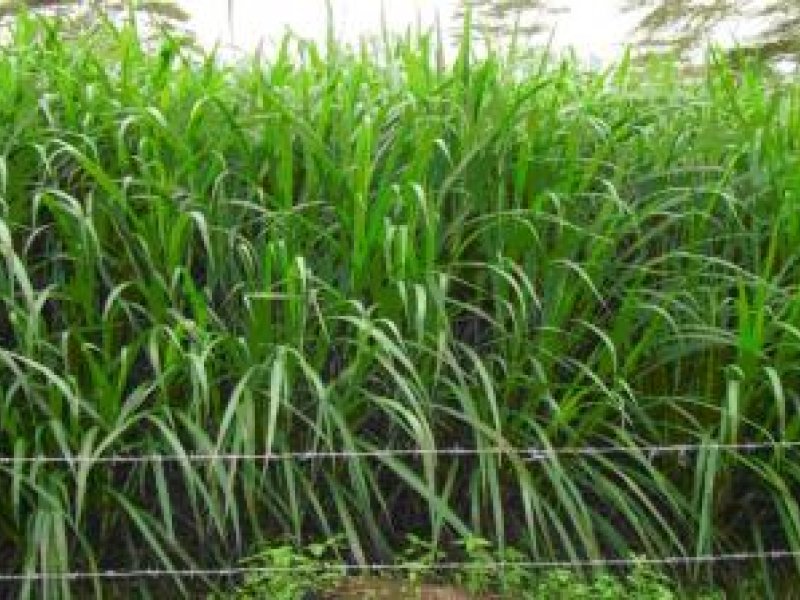 Fodder and Feed Establishment in Kenya