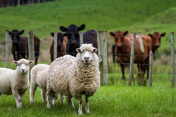 Livestock farming in Kenya